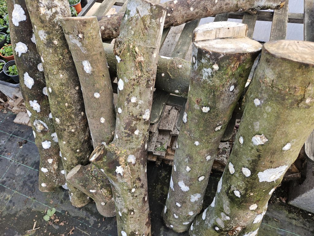 mushroom logs - horticulture